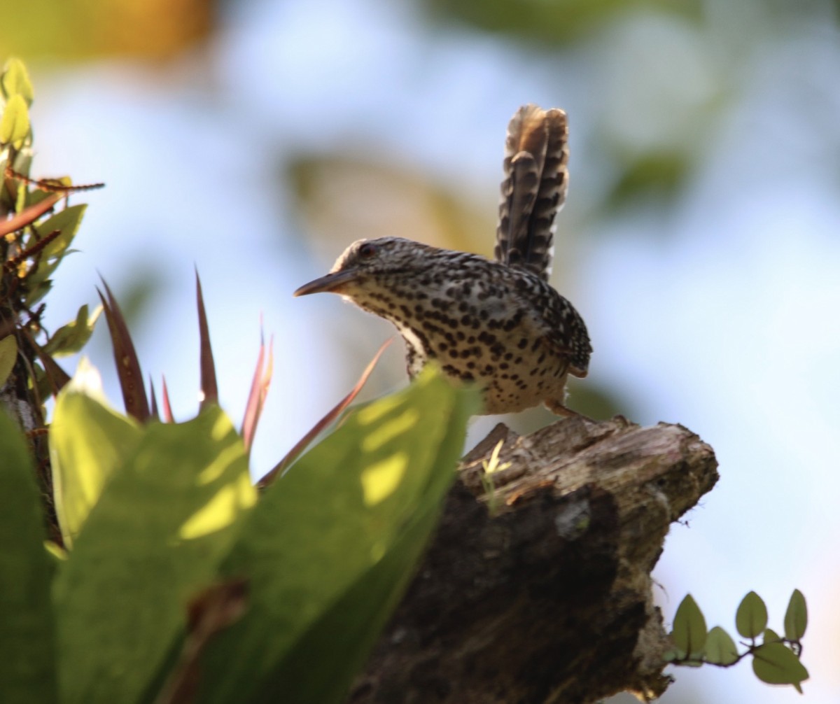 Band-backed Wren - ML620813732