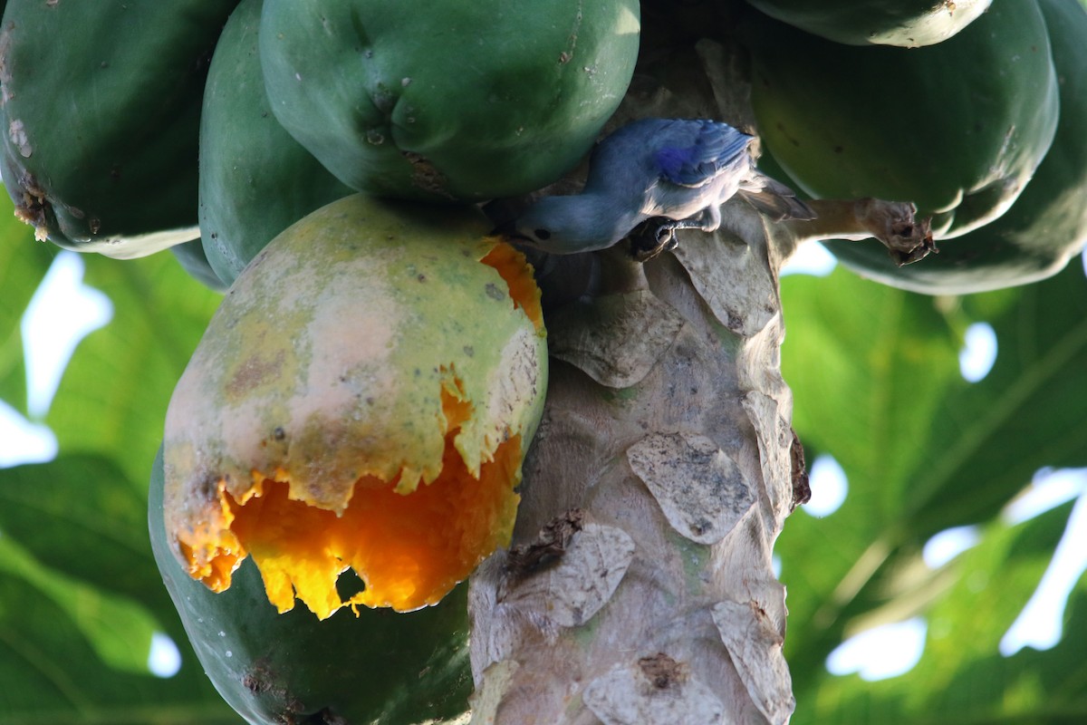 Blue-gray Tanager - ML620813736