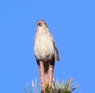 Cassin's Finch - ML620813737