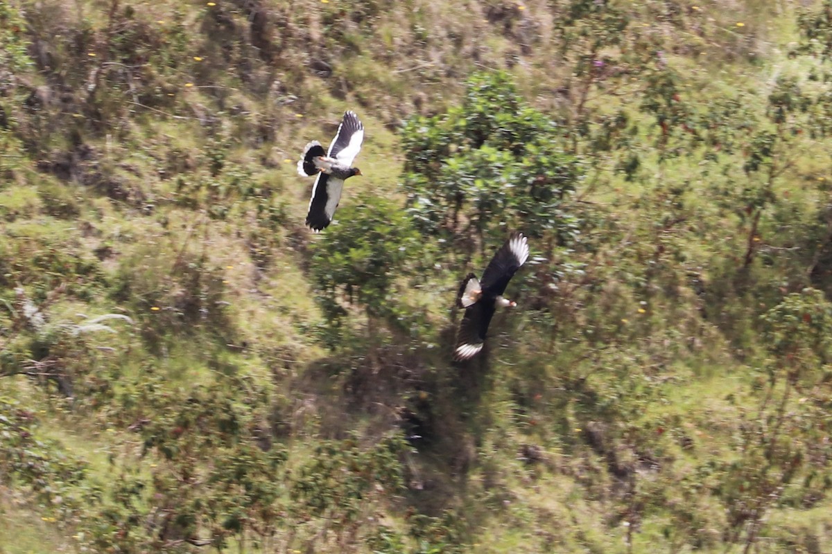 Crested Caracara (Northern) - ML620813738