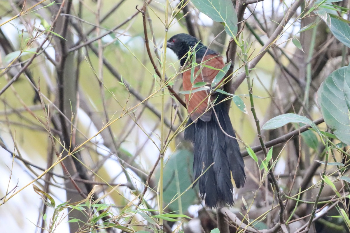 Philippine Coucal - David Morrison