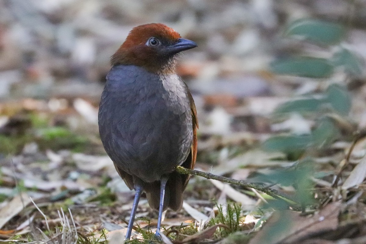 Chestnut-naped Antpitta - ML620813748