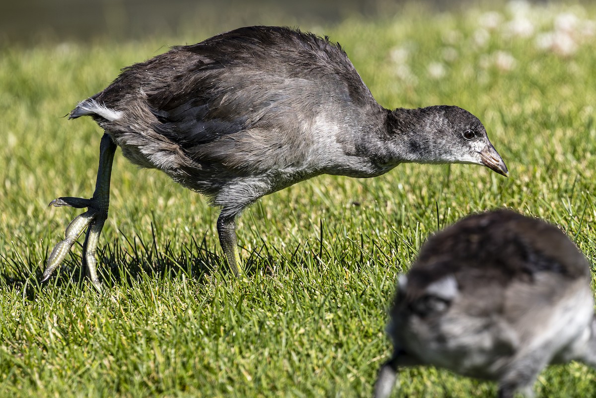 American Coot - Jef Blake