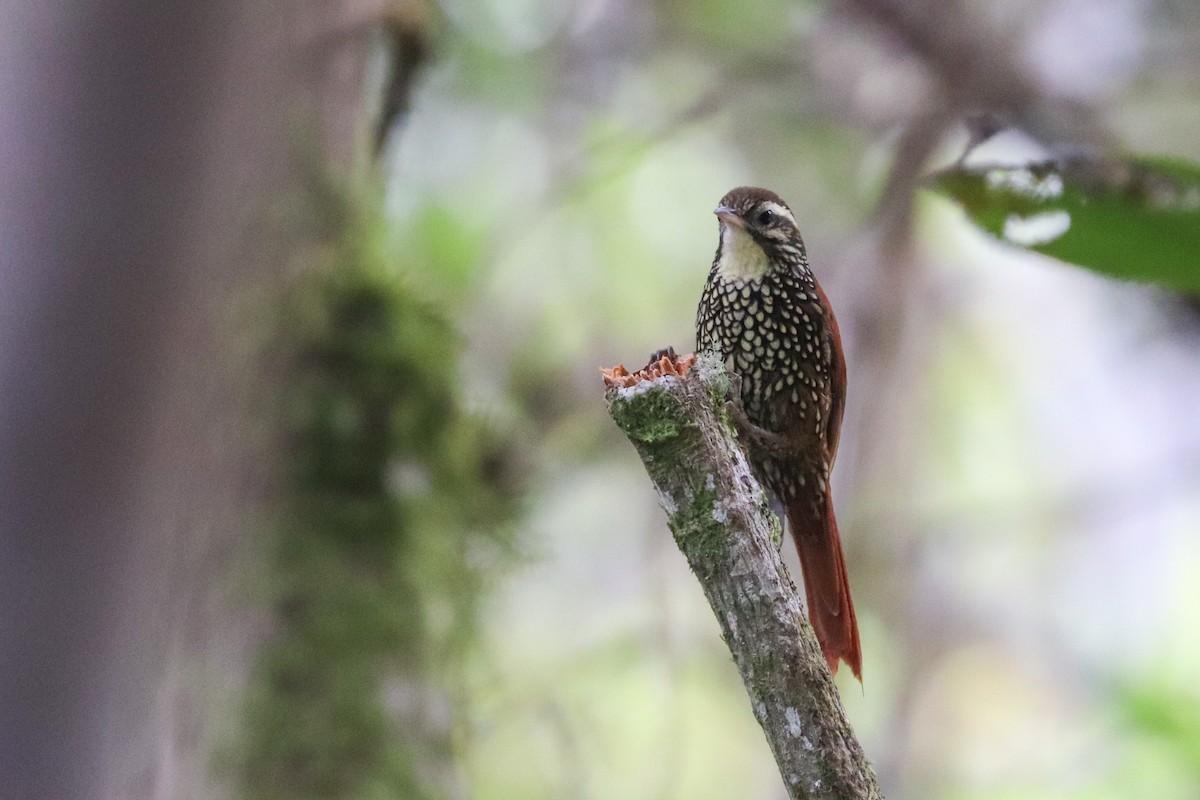 Pearled Treerunner - ML620813764