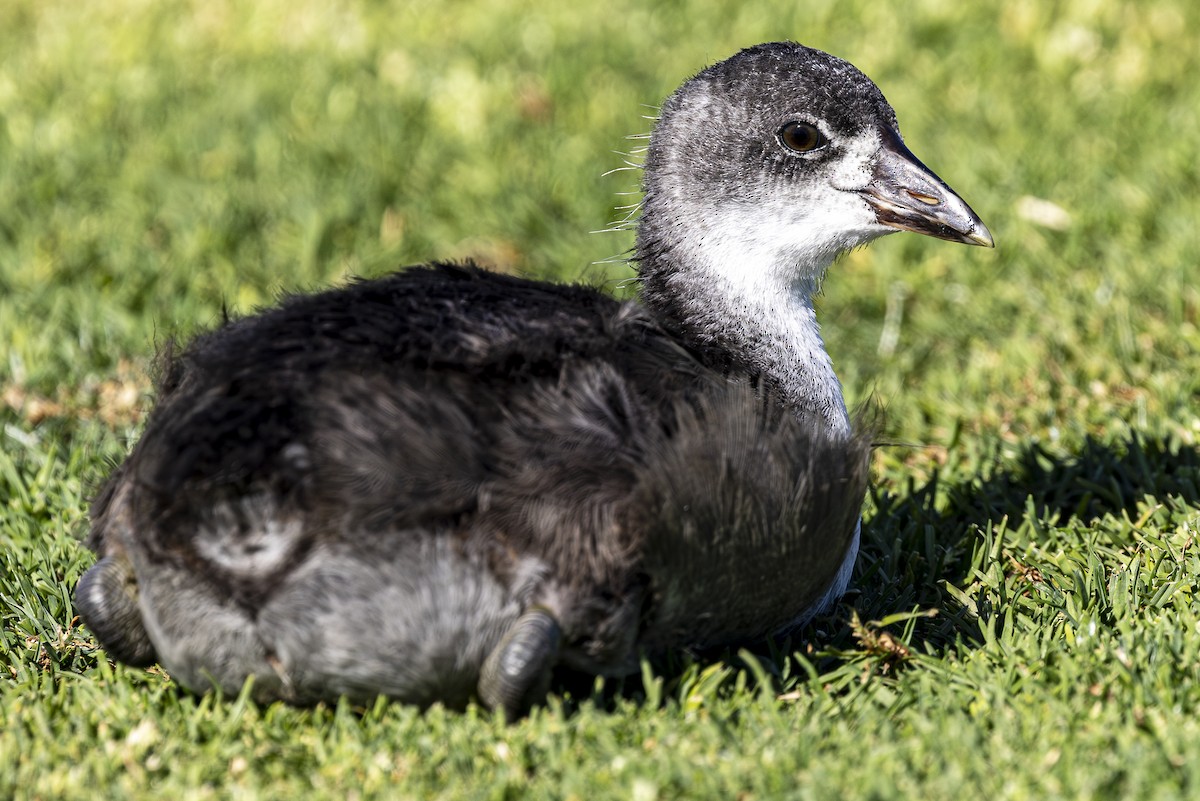 American Coot - ML620813766