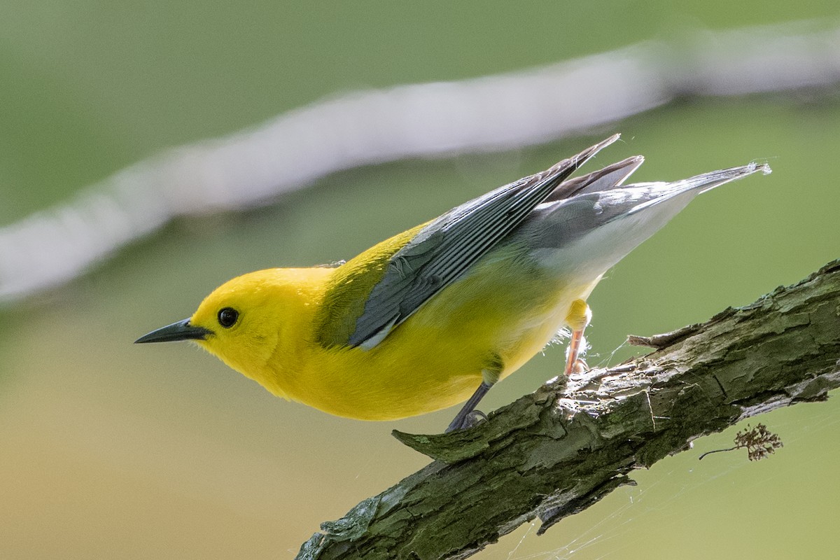 Prothonotary Warbler - Michael Linz