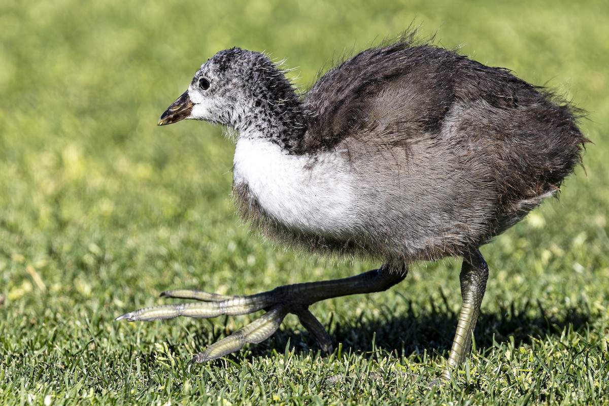 American Coot - Jef Blake