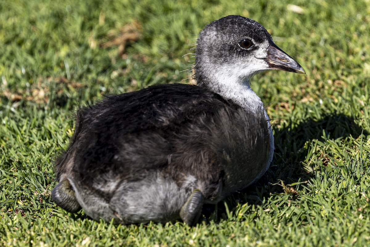 American Coot - ML620813769