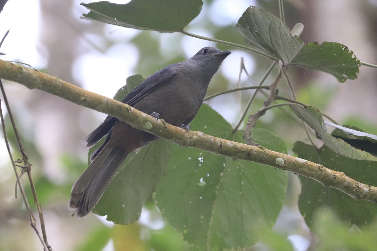 Guardabosques Oscuro - ML620813774