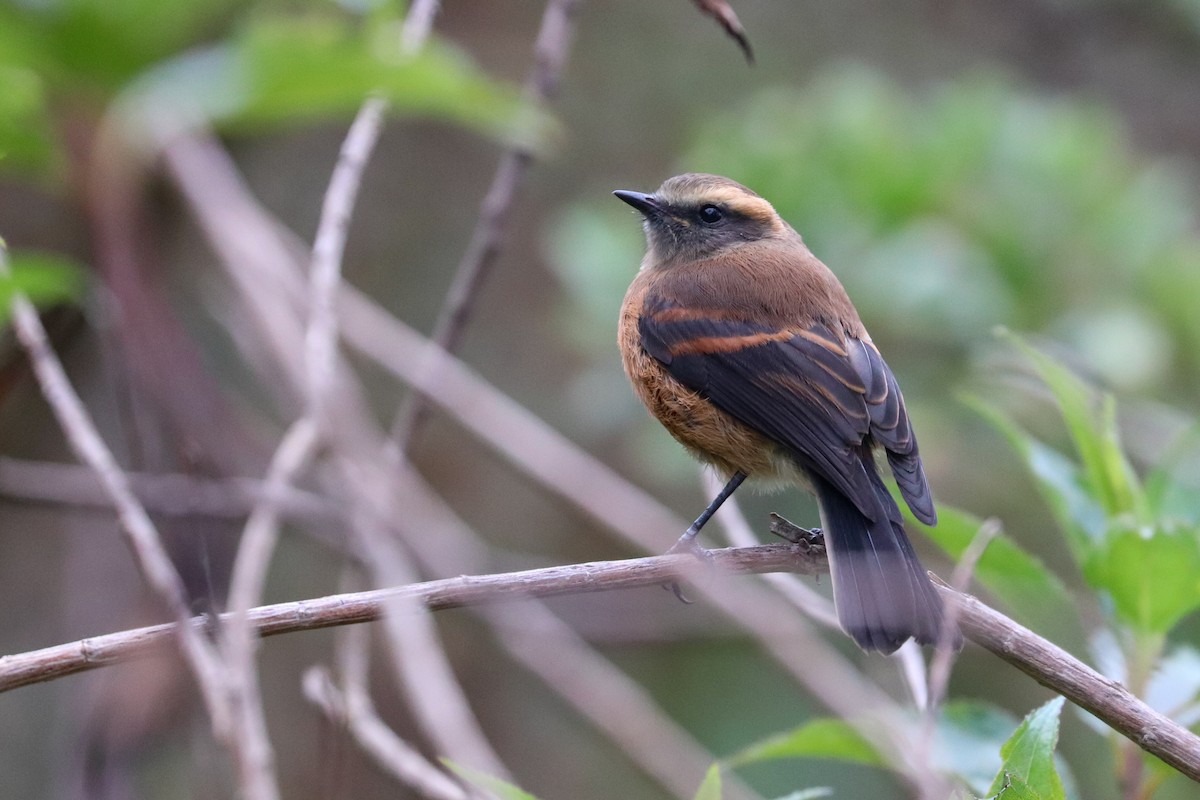 Brown-backed Chat-Tyrant - ML620813777