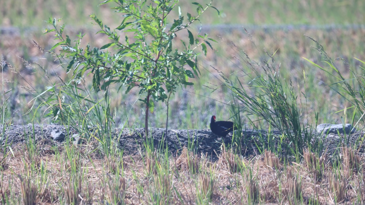 Gallinule poule-d'eau - ML620813778