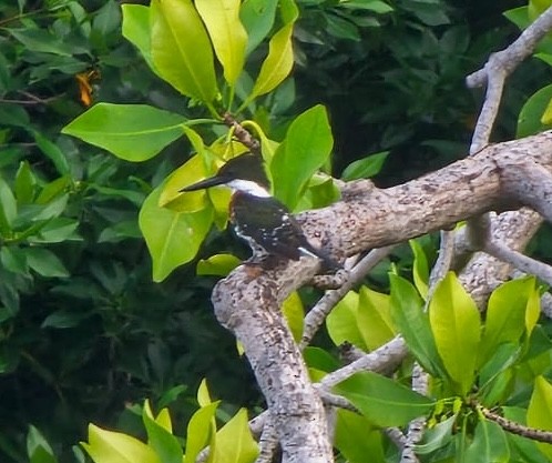 Green Kingfisher - ML620813782