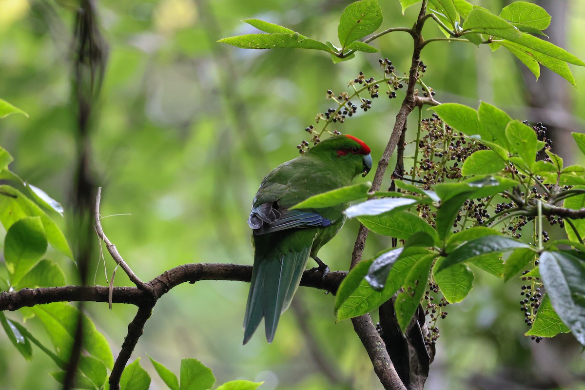 Red-crowned Parakeet - Ethan Dean