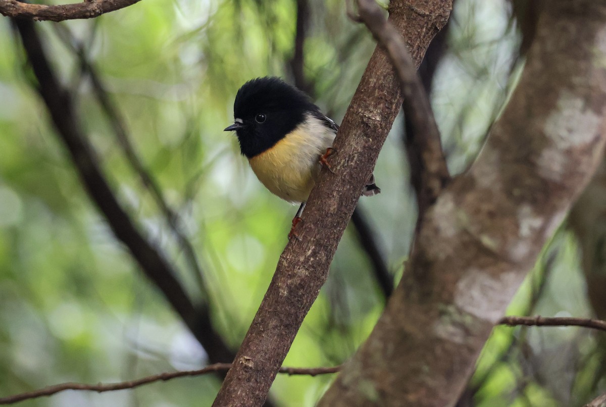 Tomtit - ML620813785