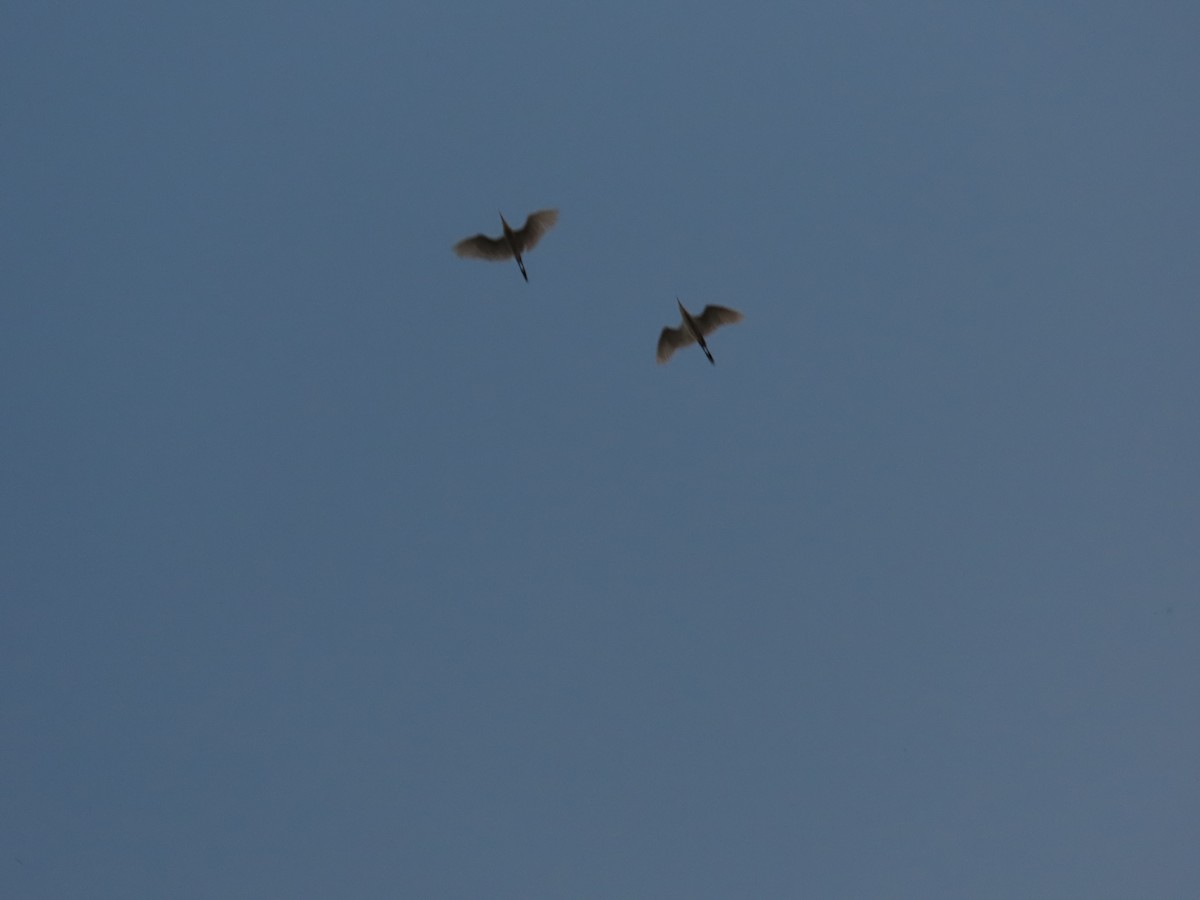 Eastern Cattle Egret - ML620813787