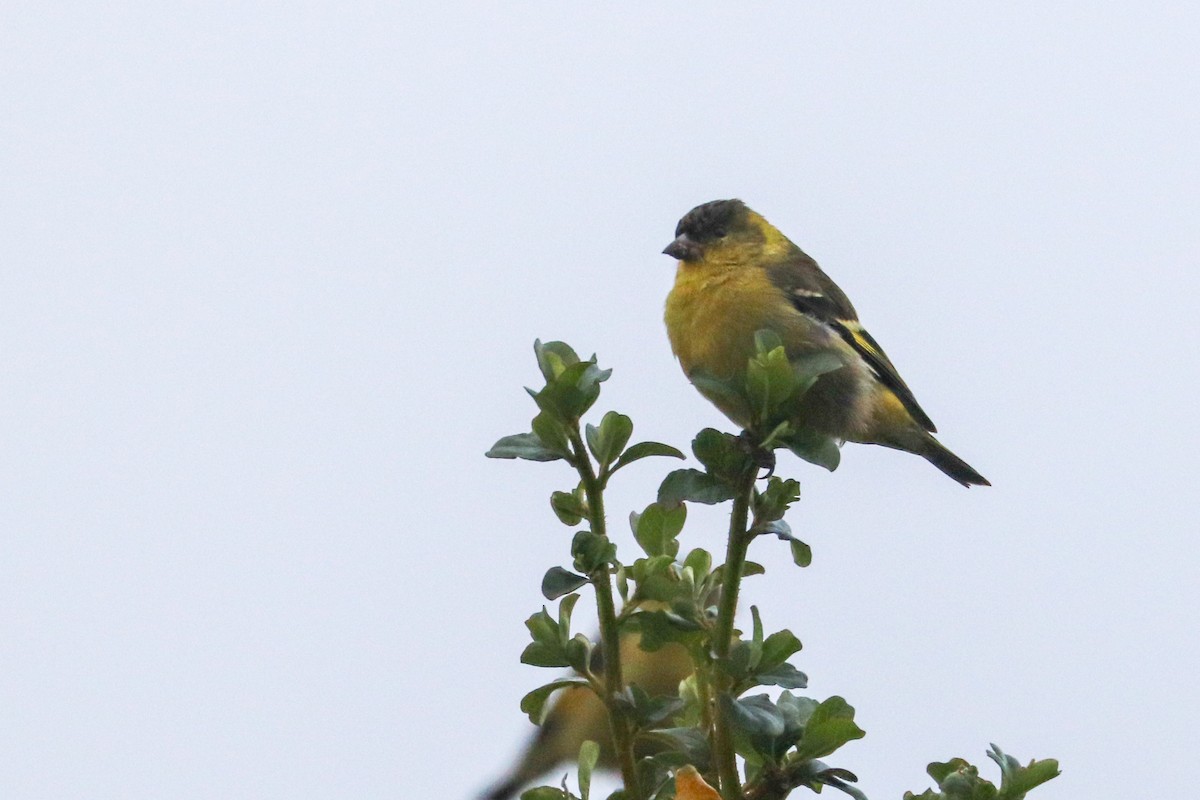 Andean Siskin - ML620813788