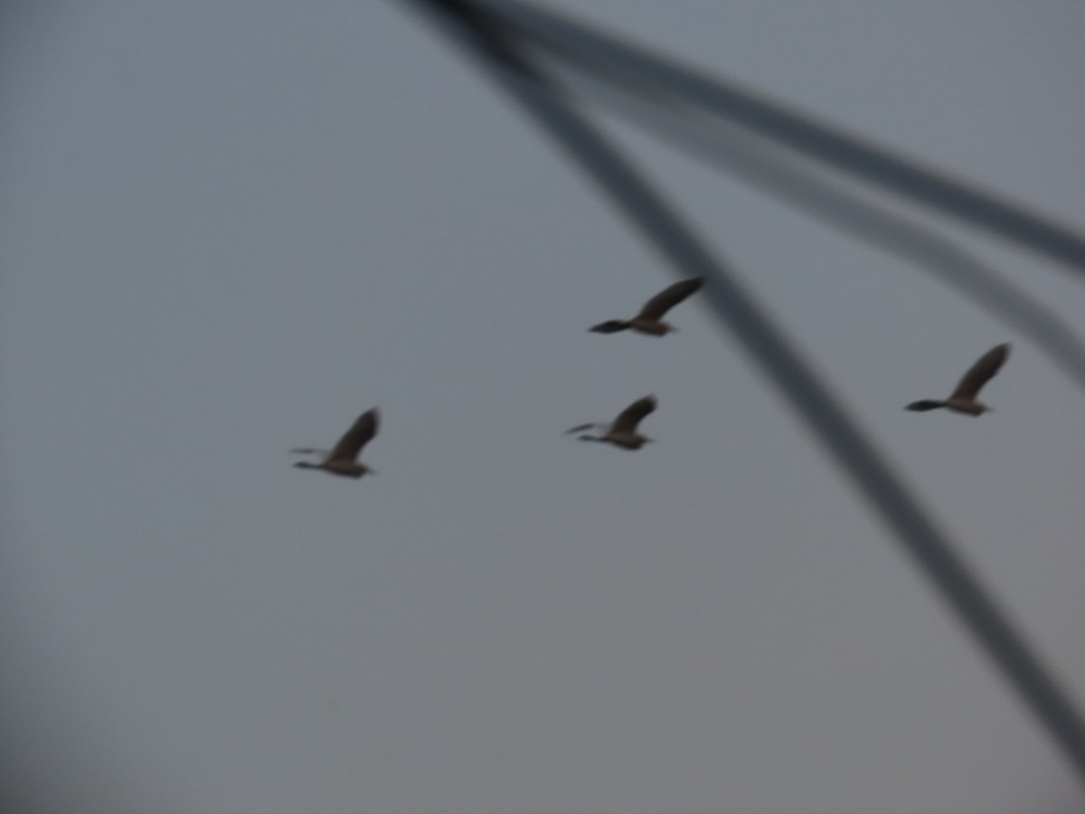 Eastern Cattle Egret - ML620813789