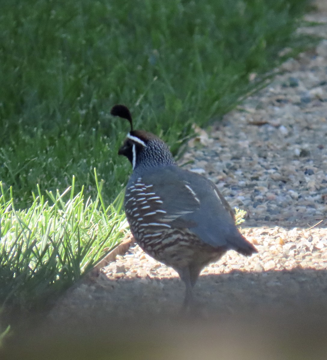 California Quail - ML620813793