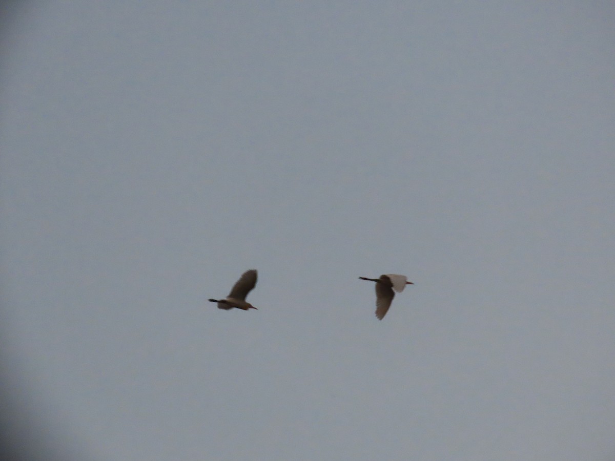 Eastern Cattle Egret - ML620813794