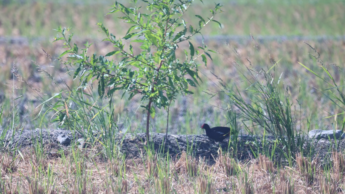 Eurasian Moorhen - ML620813796