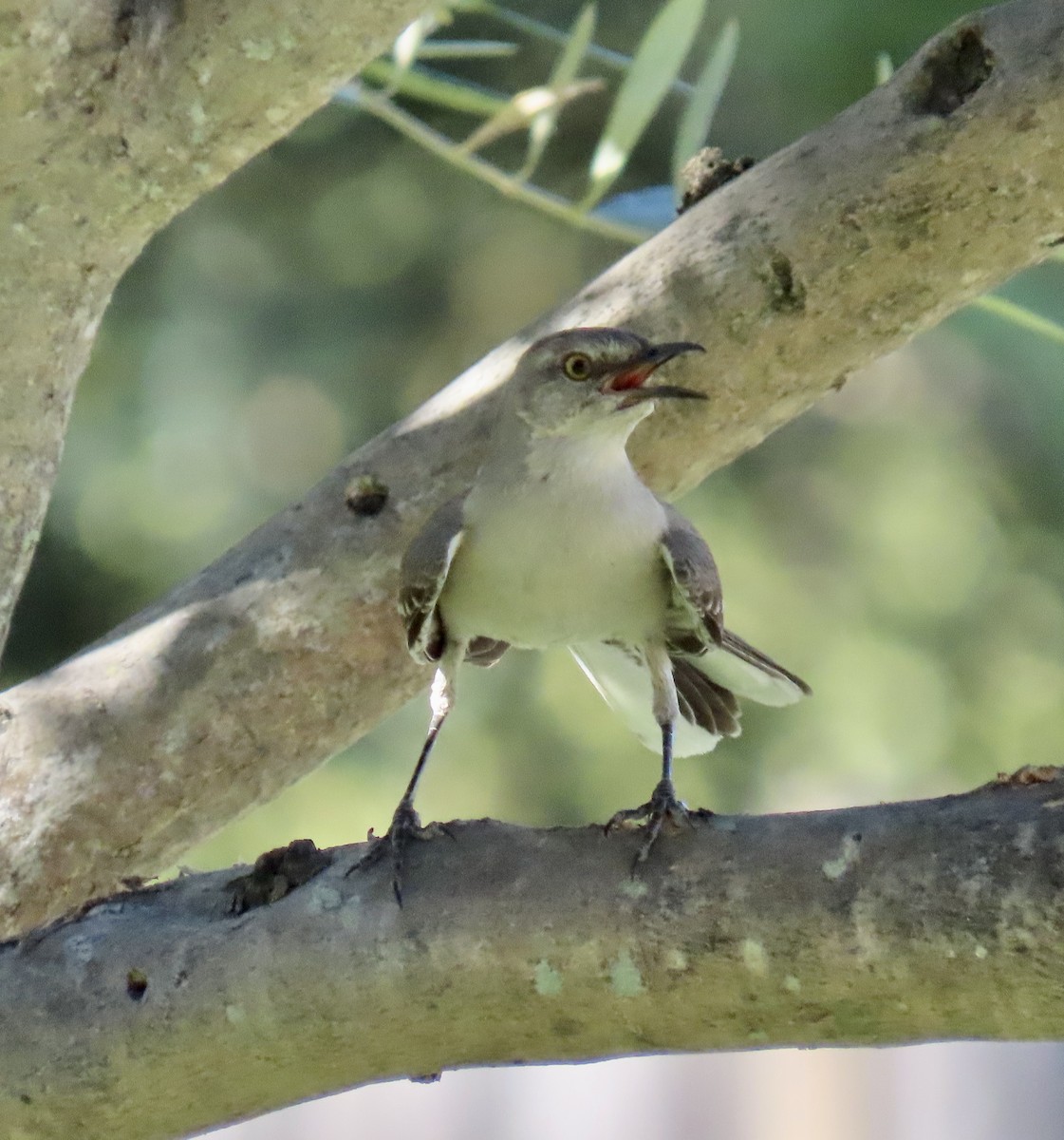 Northern Mockingbird - ML620813807