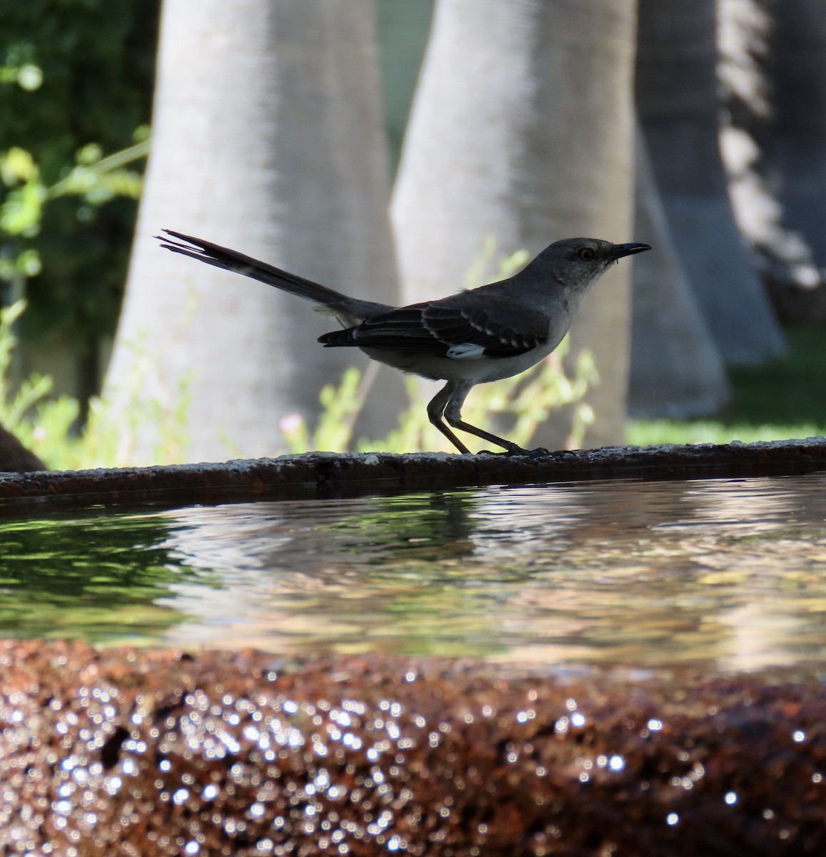 Northern Mockingbird - ML620813809