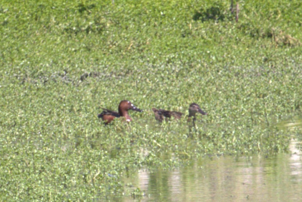 Cinnamon Teal - ML620813812