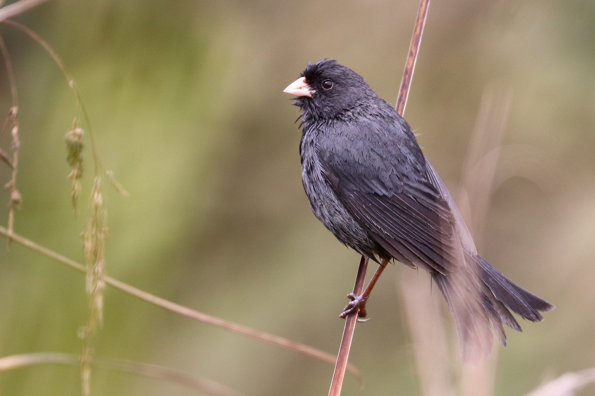 Paramo Tohumculu - ML620813817