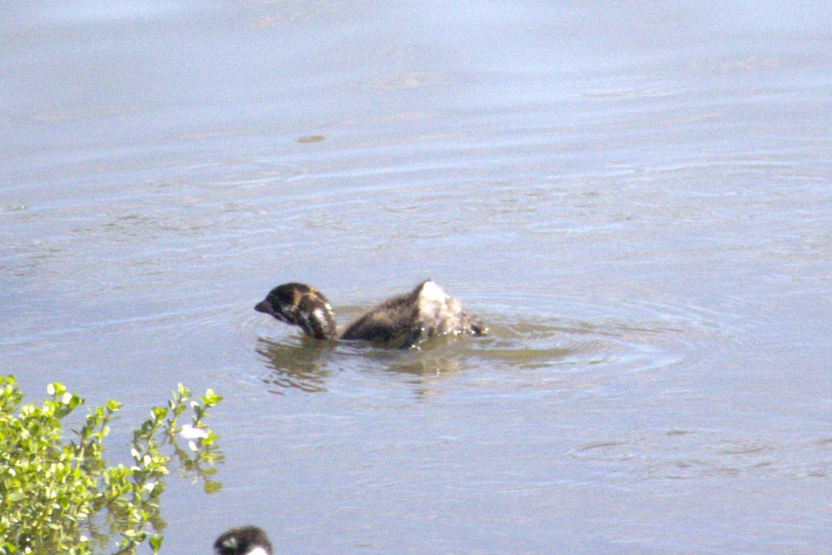 Pied-billed Grebe - ML620813818