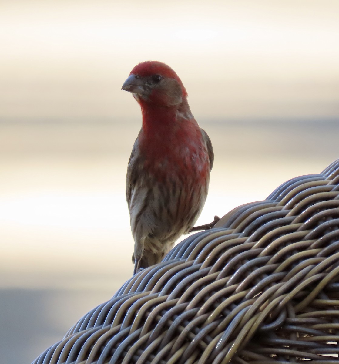 House Finch - ML620813819