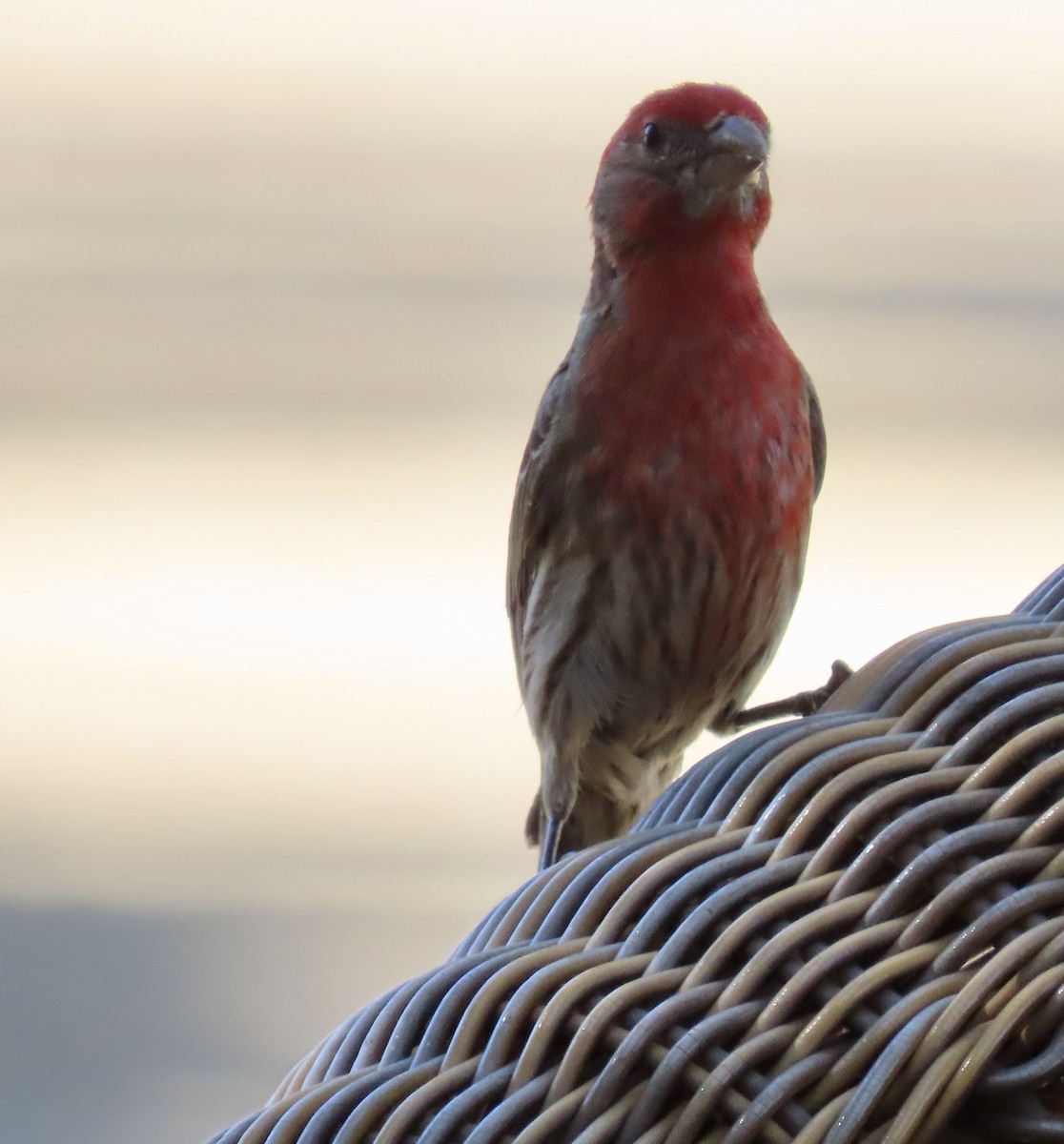 House Finch - ML620813820