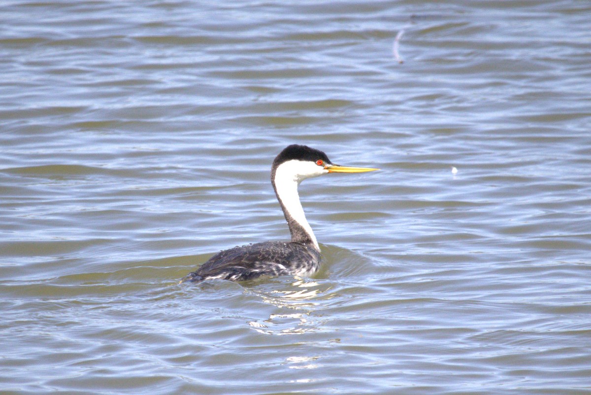 Clark's Grebe - ML620813821