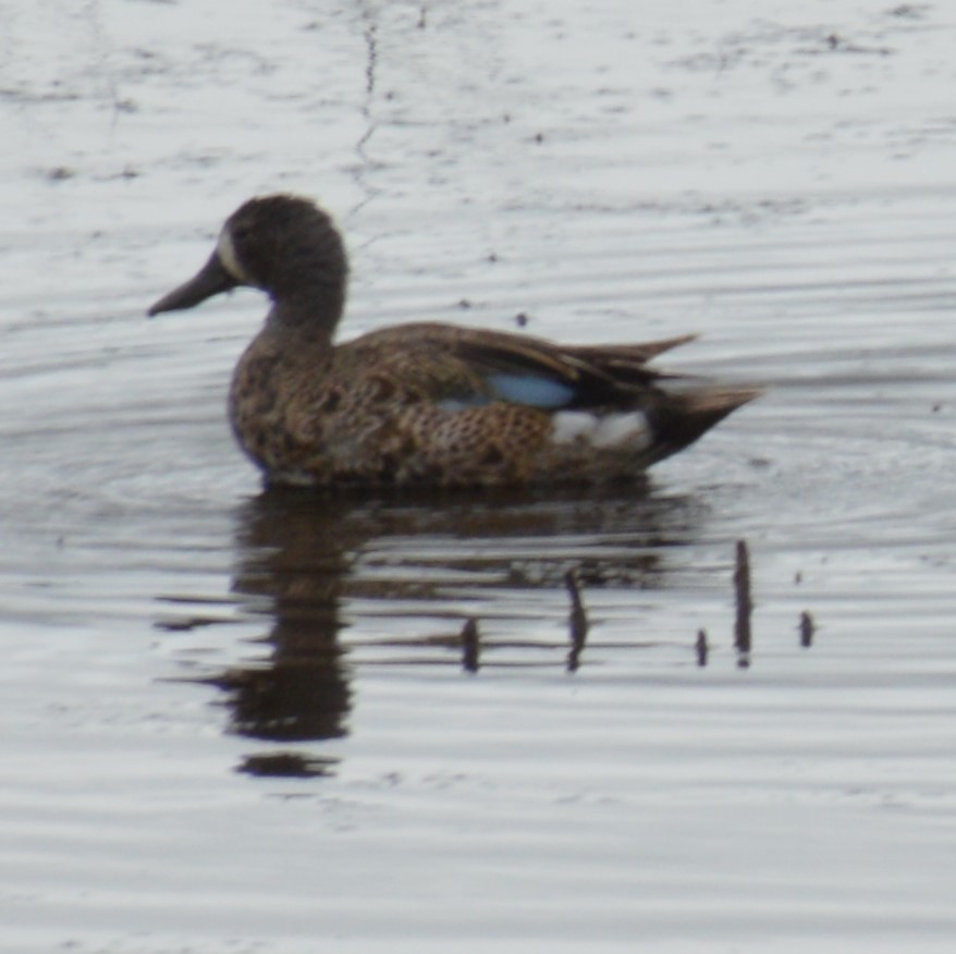 Blue-winged Teal - ML620813848