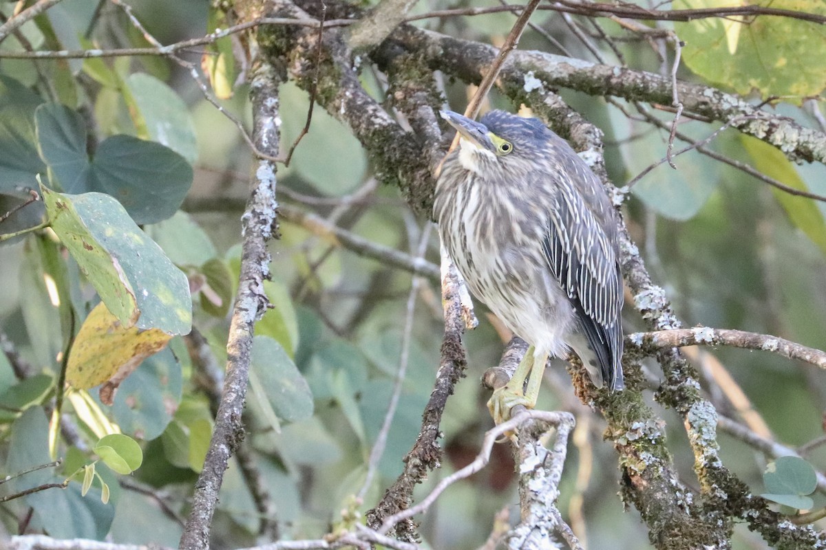 Striated Heron - ML620813849