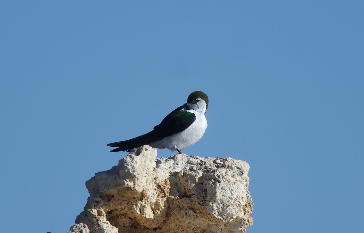 Violet-green Swallow - ned bohman
