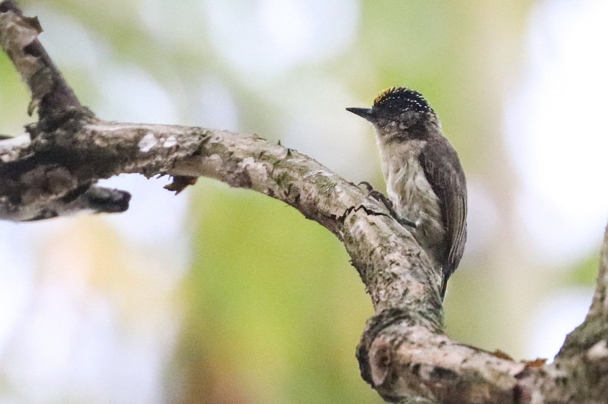 Grayish Piculet - ML620813865