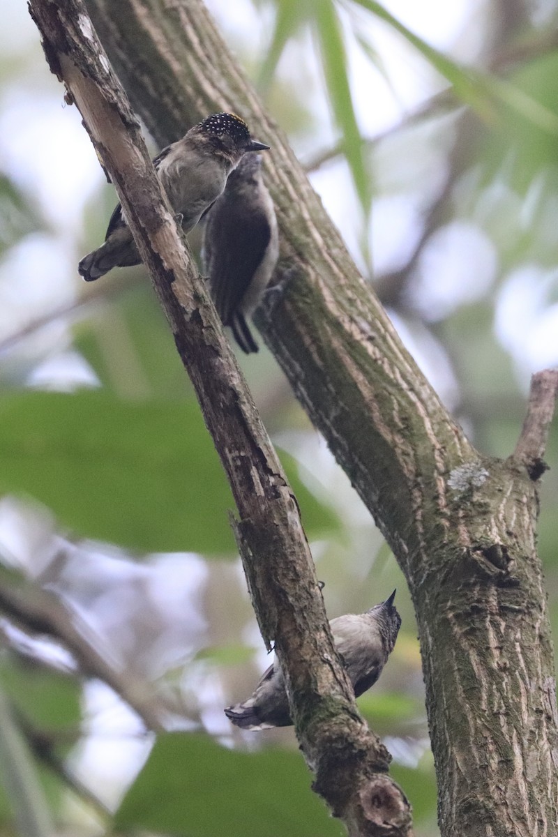 Grayish Piculet - ML620813866