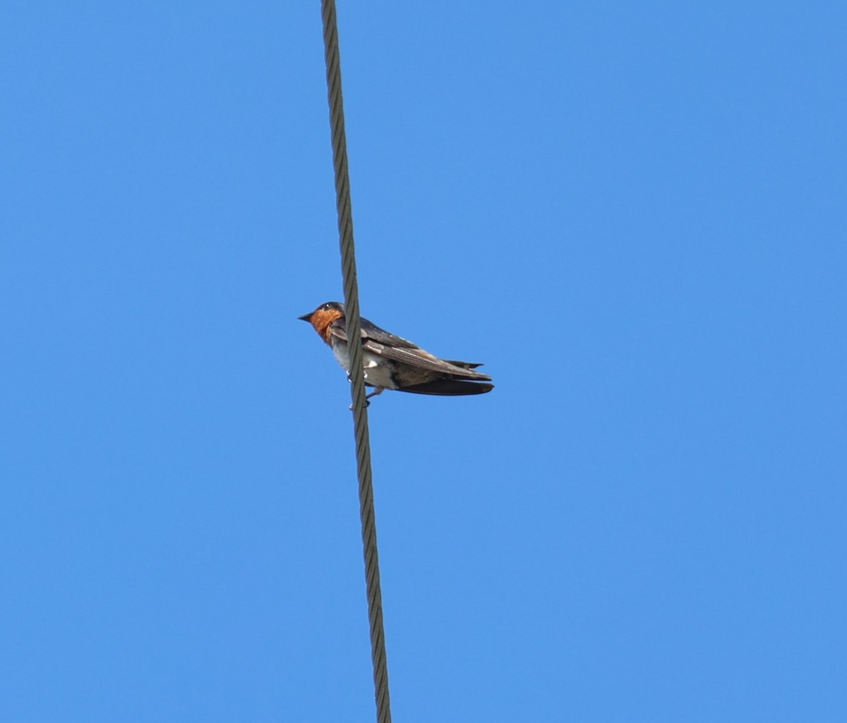 Pacific Swallow - ML620813871