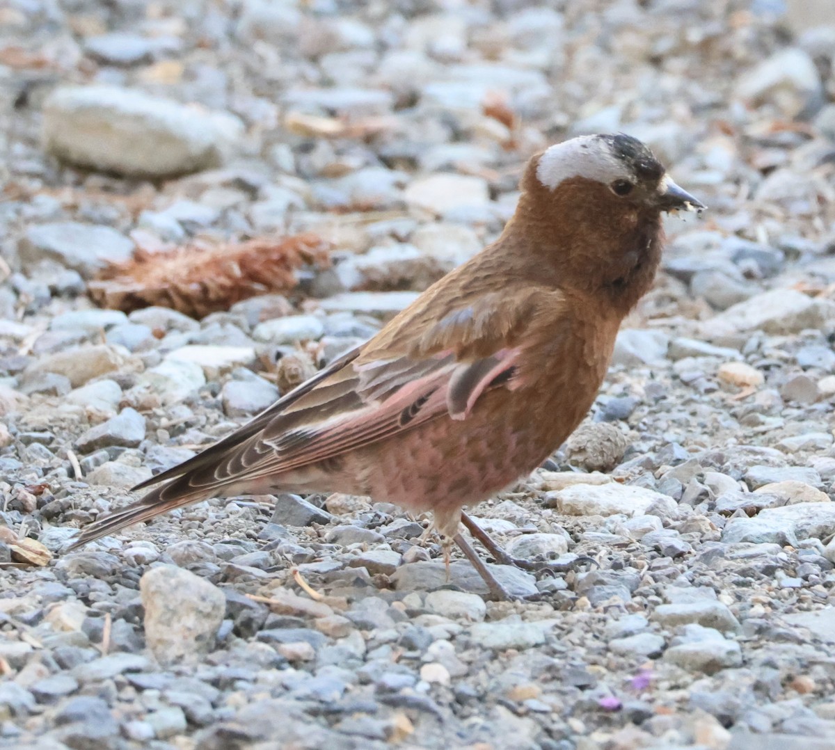 Gray-crowned Rosy-Finch - ML620813872