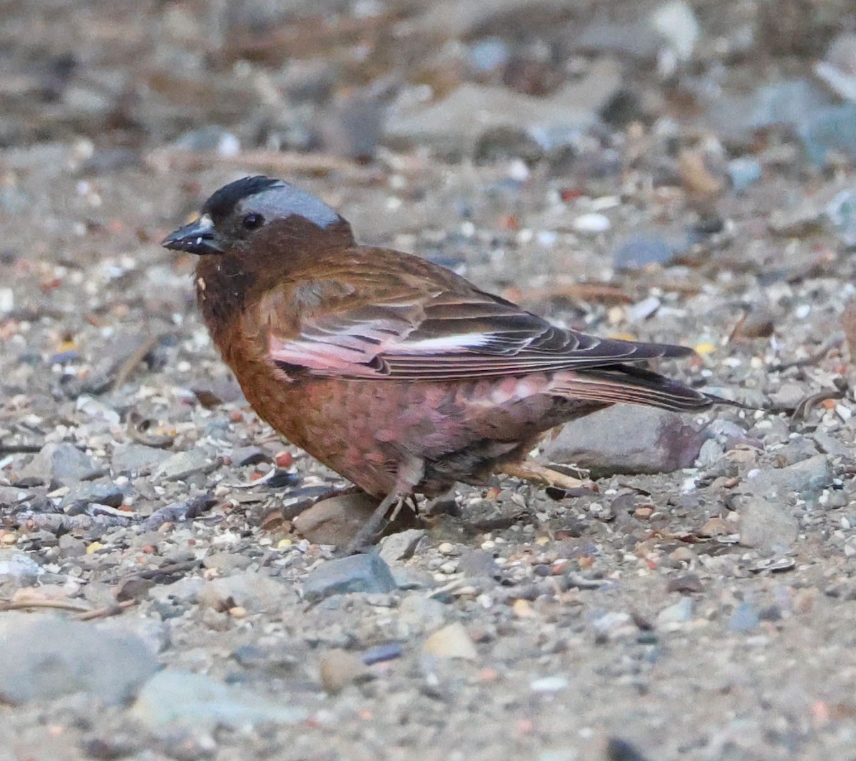 Gray-crowned Rosy-Finch - ML620813873