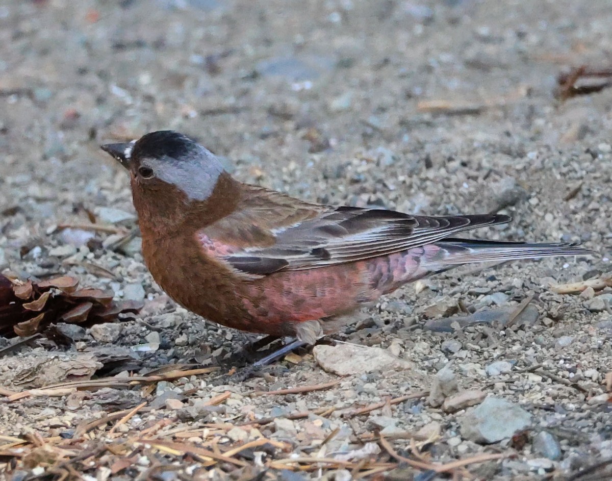 Gray-crowned Rosy-Finch - ML620813874