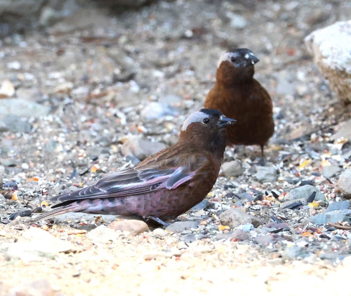 Gray-crowned Rosy-Finch - ML620813876