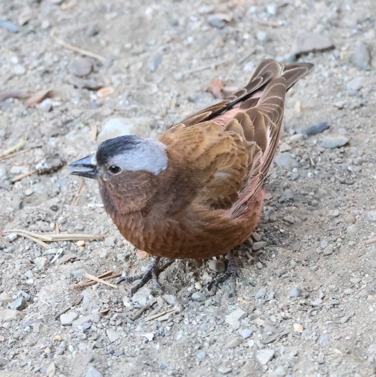 Gray-crowned Rosy-Finch - ML620813877
