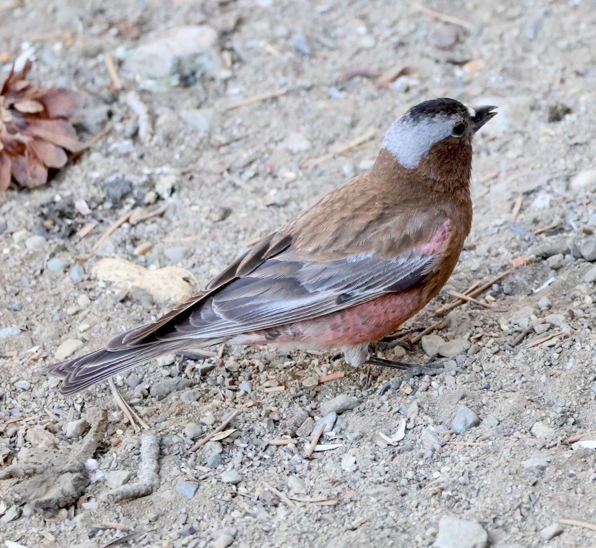 Gray-crowned Rosy-Finch - Diane Etchison
