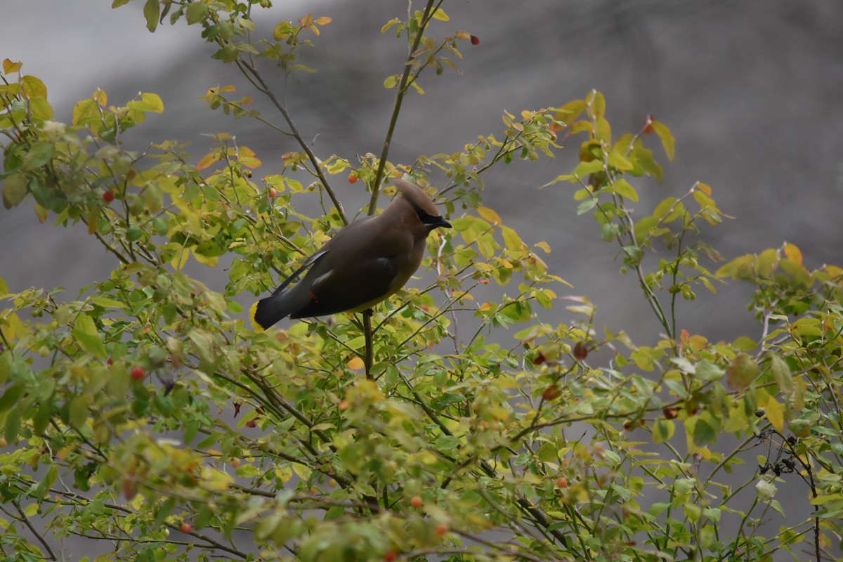 Cedar Waxwing - ML620813879