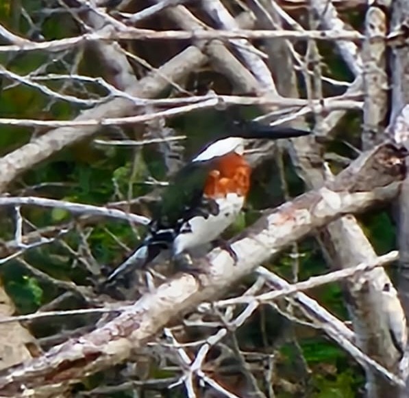 Amazon Kingfisher - ML620813886