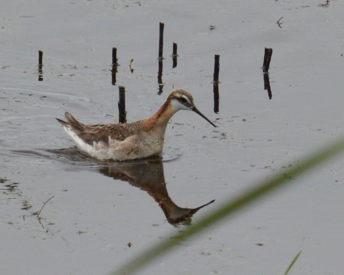 Wilson's Phalarope - ML620813888