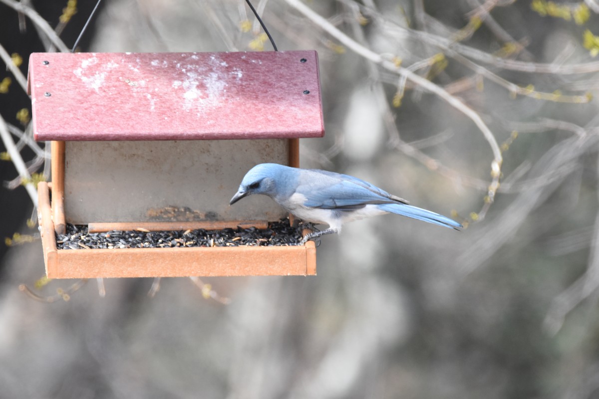 Mexican Jay (Arizona) - ML620813890