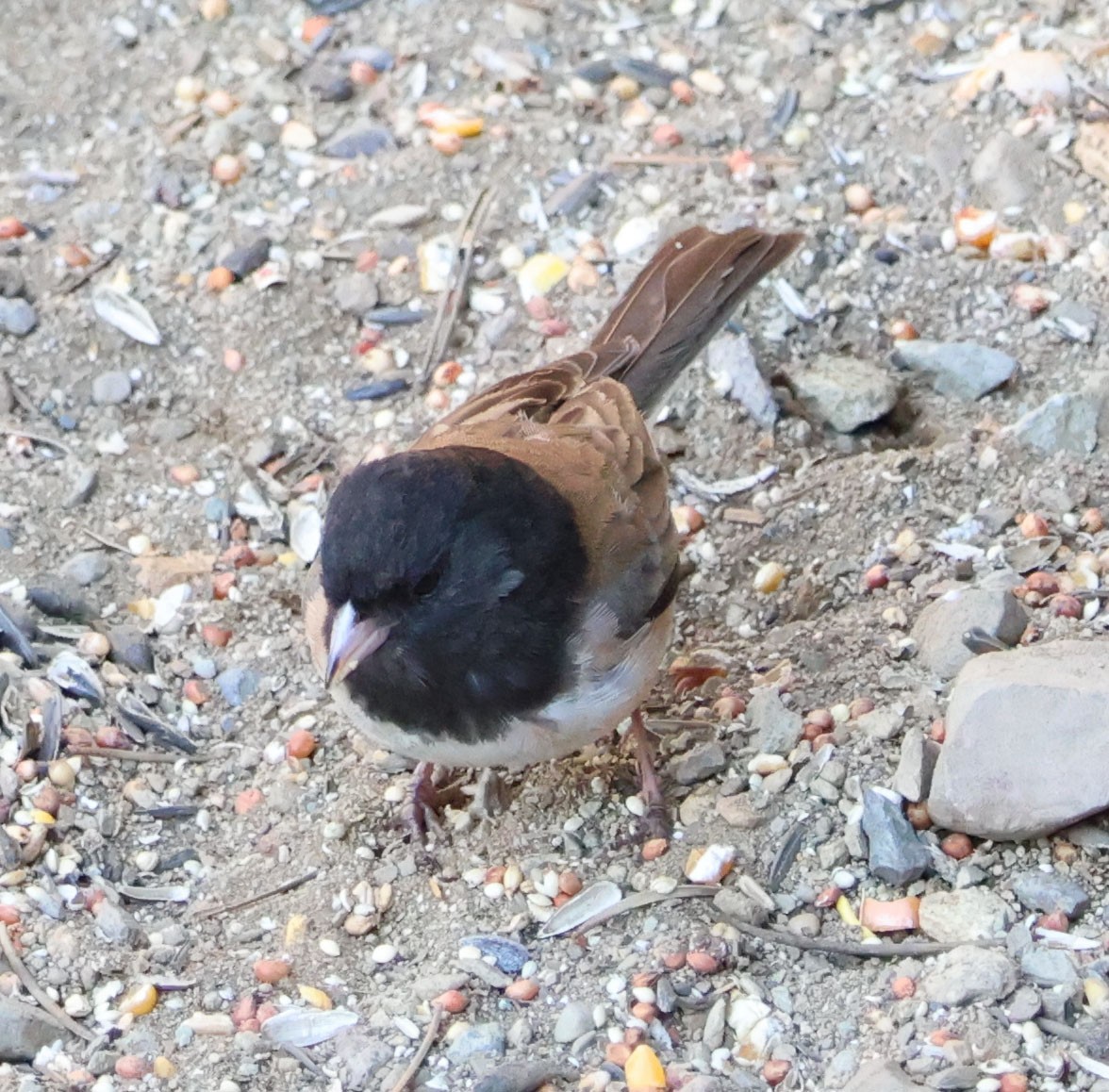 Dark-eyed Junco - ML620813892