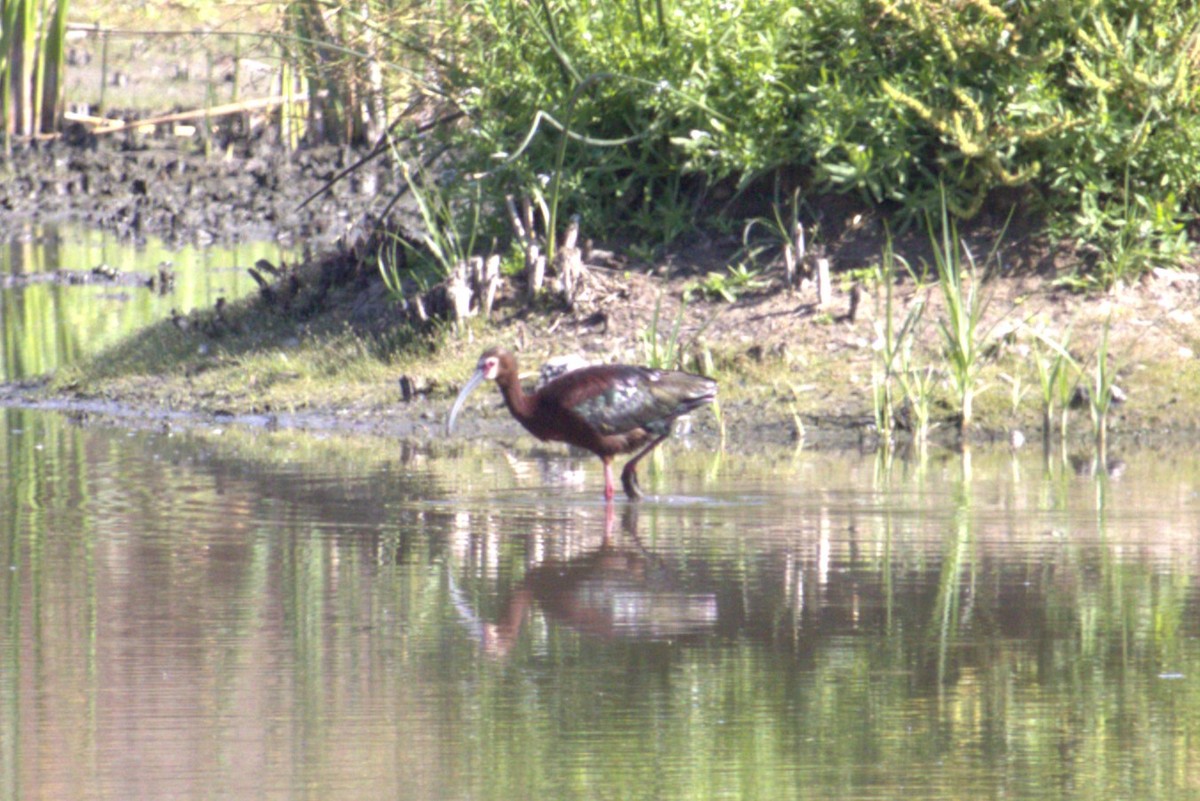 White-faced Ibis - ML620813897